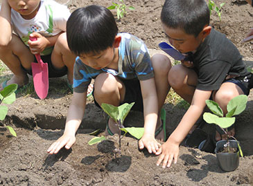 野菜を育てる